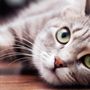 Photo of Uniquely Feline Cat Sitting