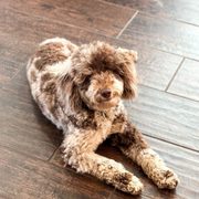 【Pois（ポワ）】square poodle onepiece Amazon.com: WerkShoppe Poodle Martini Lounge - Square 1000 Piece