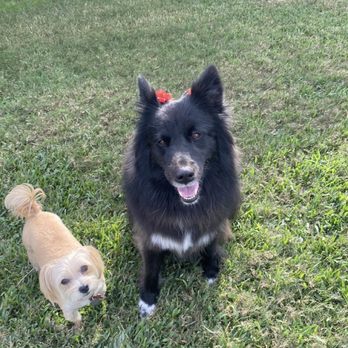 Kristy's Pet Salon - Dogs - Pet Groomers Near Me - Rosenberg, Texas