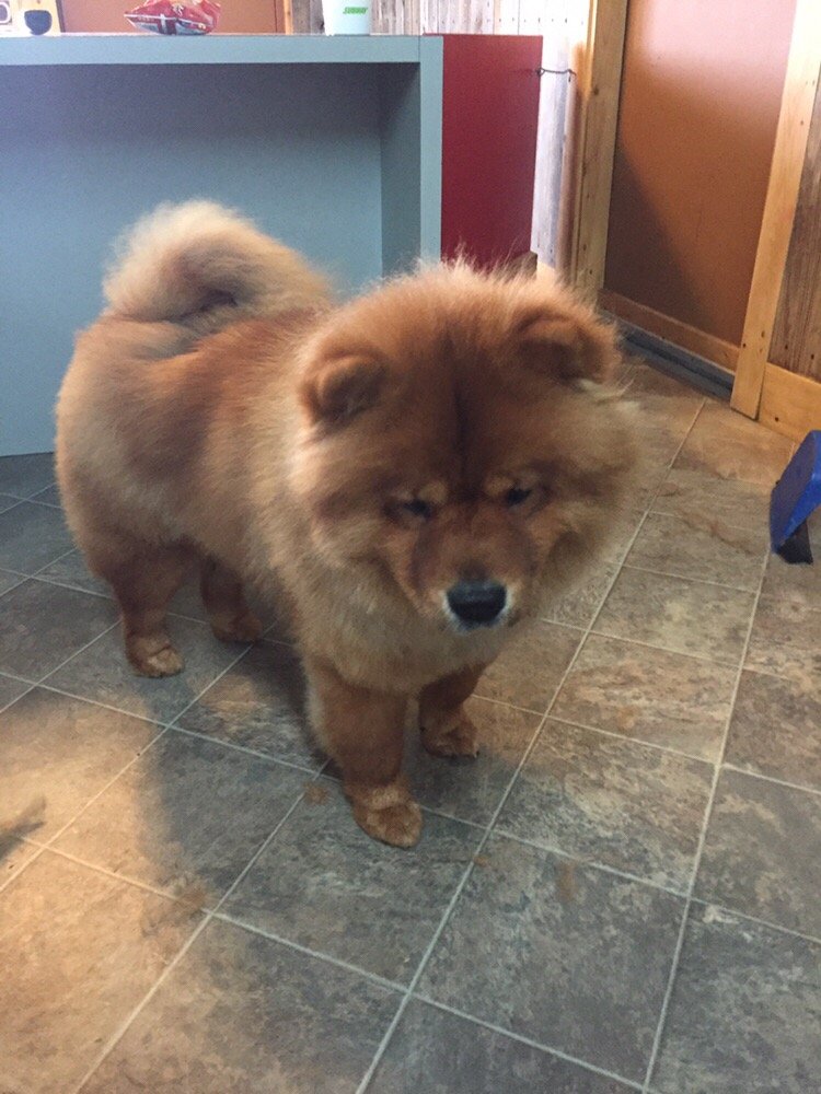 DOG GONE CUTE PET SALON Updated September 2024 13 Photos 12406 NE