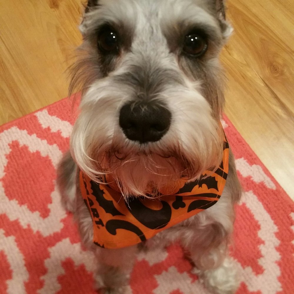 Pals for Pups - Pet Sitting Near Me - Roselle, Illinois Pals for Pups - Pet Sitting Near Me - Roselle, Illinois