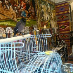 Mağara Cafe - I've seen this same species of bird in Afghanistan.  I think they are called 'karo' there.
