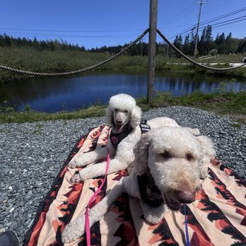 Musquito Harbor - Dog friendly ! - Brewpubs Near Me - Winter Harbor, Maine