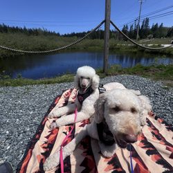 Musquito Harbor - Dog friendly !