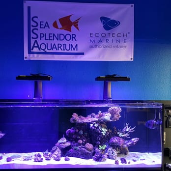Sea Splendor Aquarium - Their new show tank in the back room - Local Fish Stores Near Me - Fairfield, California Sea Splendor Aquarium - Their new show tank in the back room - Local Fish Stores Near Me - Fairfield, California