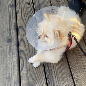 Four Paws Veterinary Center - My dog not to happy with his cone - Veterinarians Near Me - Dublin, California Four Paws Veterinary Center - My dog not to happy with his cone - Veterinarians Near Me - Dublin, California