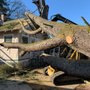 Photo of Ranger Tree Experts
