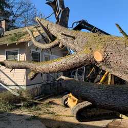 Ranger Tree Experts - Tree supported with loader to prevent collateral damage.