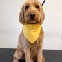 Photo of Fifiwoof pets