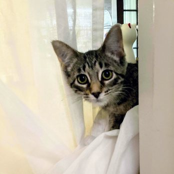 Felines & Canines - Animal Shelters Near Me - Chicago, Illinois