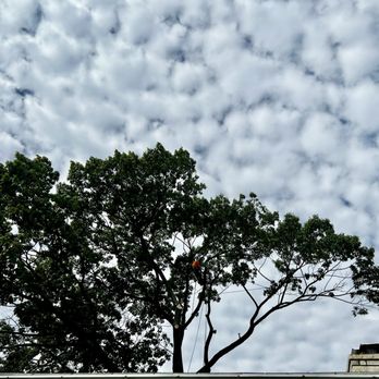 Kings County Tree Service - Tree Services Near Me - Staten Island, New York Kings County Tree Service - Tree Services Near Me - Staten Island, New York