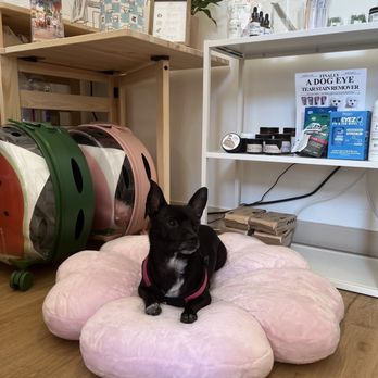 Doggee Club - Pet Stores Near Me - Pasadena, California