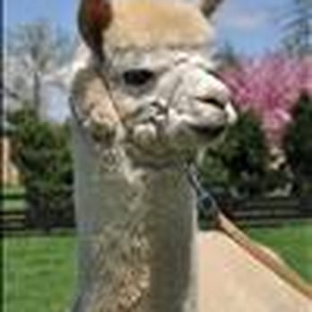 Shady Nook Alpacas - Pet Services Near Me - Powhatan, Virginia Shady Nook Alpacas - Pet Services Near Me - Powhatan, Virginia