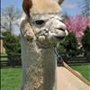 Photo of Shady Nook Alpacas