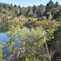 Photo of Lake Lagunitas