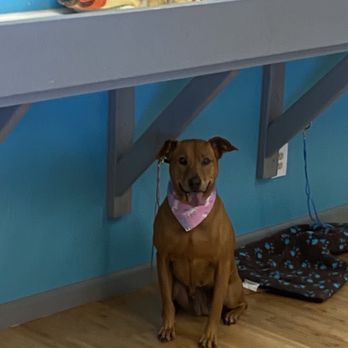 Cali Pet Goodz - Clean doggie - Pet Stores Near Me - Gilroy, California Cali Pet Goodz - Clean doggie - Pet Stores Near Me - Gilroy, California