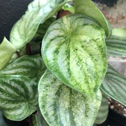 The Plant Vault - Peperomia Watermelon "Harmony's Gold Dust"