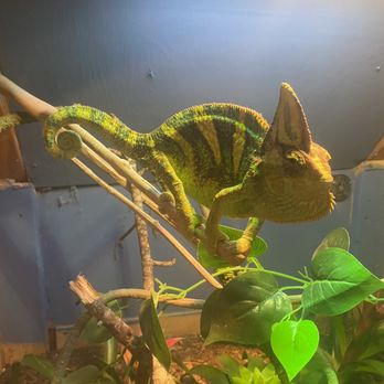 Topsail Aquarium - Chameleon - Aquariums Near Me - Surf City, North Carolina