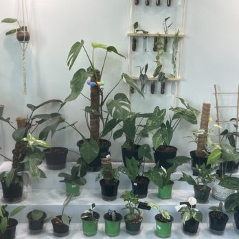 Burs Green Thumbs - Florists Near Me - Coconut Creek, Florida