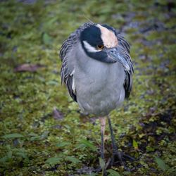Lettuce Lake Park - Not sure what bird this its