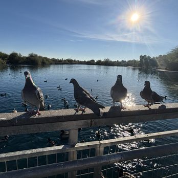 Riparian Preserve at Water Ranch - Parks Near Me - Gilbert, Arizona
