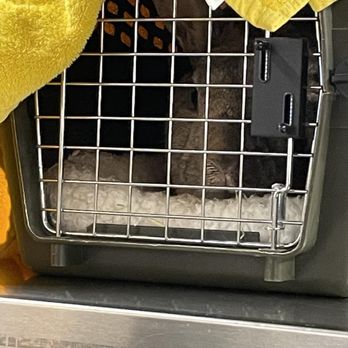 Veterinary Emergency Group - Our Rabbit when we took her in 2022 - Emergency Pet Hospital Near Me - San Ramon, California