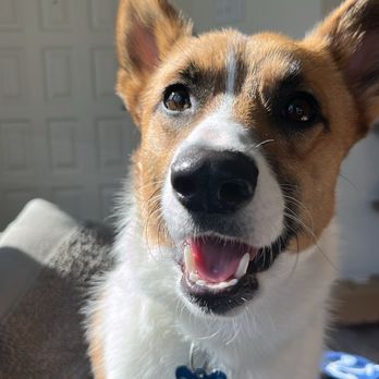 Mid-Cities Animal Urgent Care - Our sweet Pawl - Veterinarians Near Me - Euless, Texas Mid-Cities Animal Urgent Care - Our sweet Pawl - Veterinarians Near Me - Euless, Texas