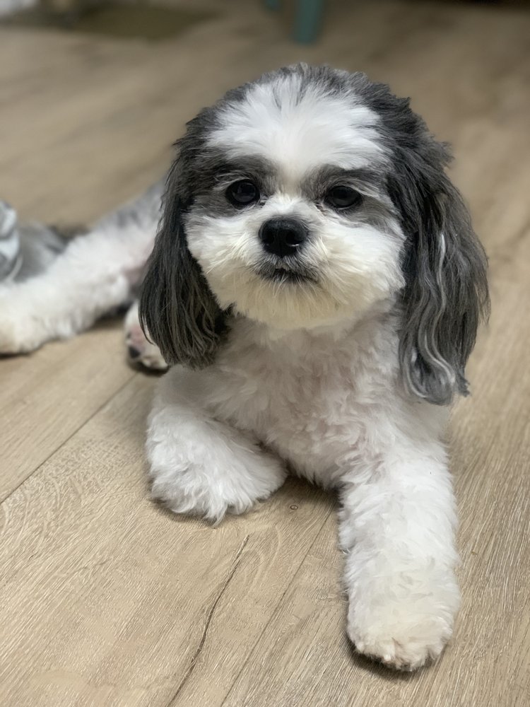 WOOF GANG BAKERY & GROOMING BOYNTON BEACH Updated June 2024 89