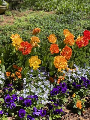 Gibbs Gardens by null