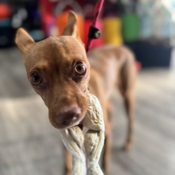 Cal State Dog Supplies - Canelo eating some freeze dried frog legs for the first time - Pet Stores Near Me - Covina, California Cal State Dog Supplies - Canelo eating some freeze dried frog legs for the first time - Pet Stores Near Me - Covina, California