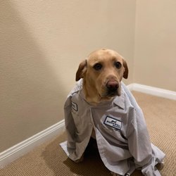 Rockwell Pest Solutions - Dog