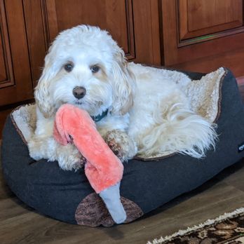 Dapper Dog Pet Grooming - Oliver - Pet Groomers Near Me - Santa Clarita, California Dapper Dog Pet Grooming - Oliver - Pet Groomers Near Me - Santa Clarita, California