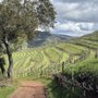 Photo of Green & Red Vineyard