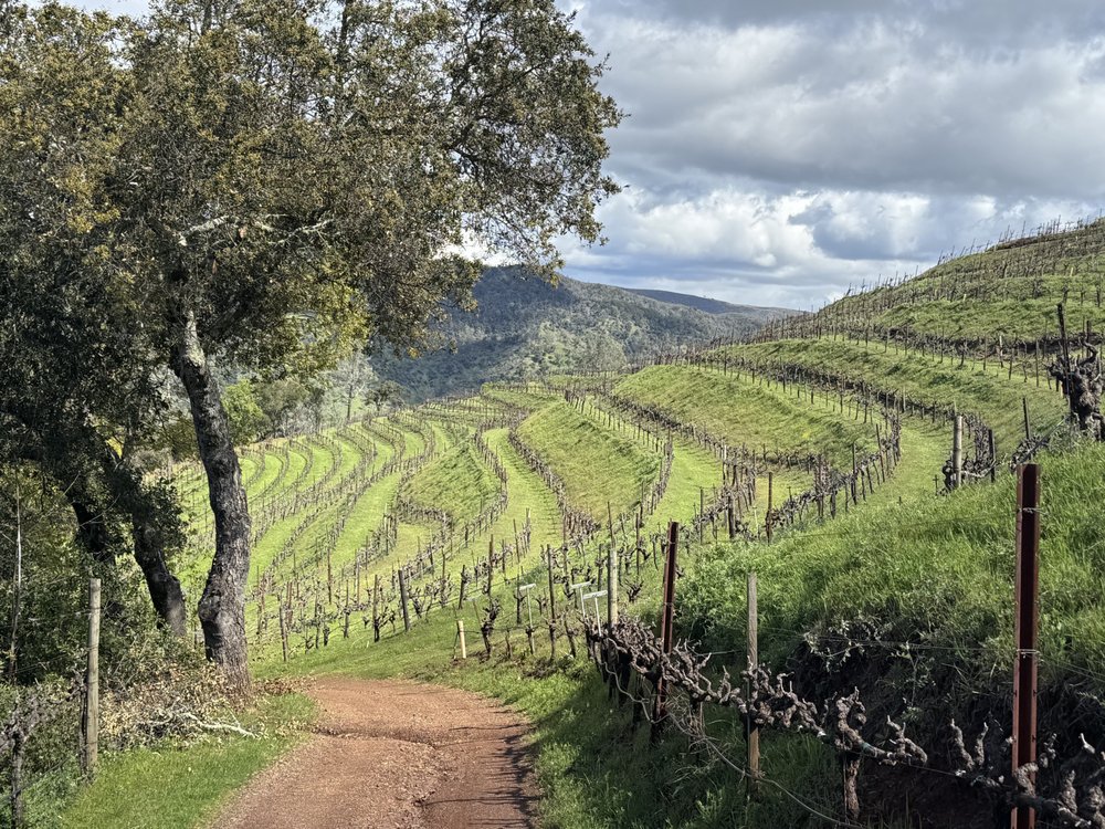 Green & Red Vineyard Logo