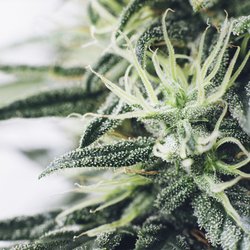 Proper Cannabis