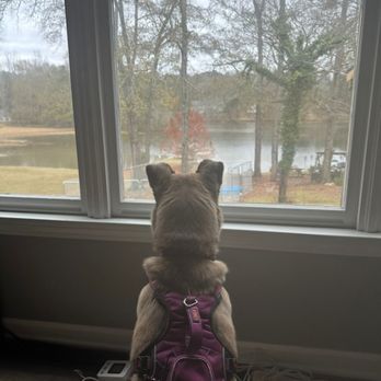 Lake Pawse - Pet Sitting Near Me Lake Pawse - Pet Sitting Near Me