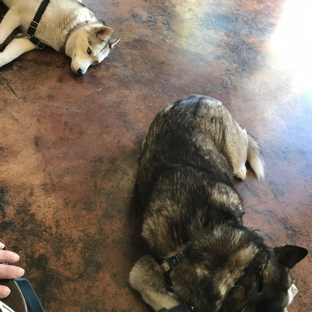Hierophant Meadery - More chilling dogs - Wine Tasting Room Near Me - Freeland, Washington Hierophant Meadery - More chilling dogs - Wine Tasting Room Near Me - Freeland, Washington