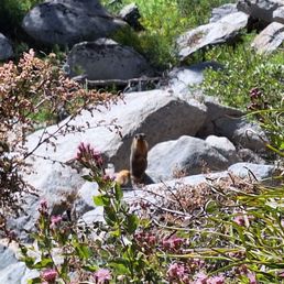 The Marmot that barked at me!