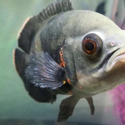 My poor fishy got ich from a fish that I bought from here My poor fishy got ich from a fish that I bought from here