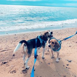 Dog beach area Dog beach area