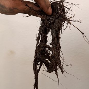 Olson Superior Plumbing - "Root" cause of the blockage. - Plumbing Near Me - Lake Forest, California