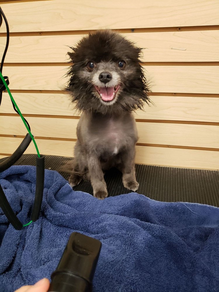 TOP DOG DAY SPA Updated October 2024 Wheeling, West Virginia Pet Groomers Phone Number