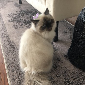 Nikki's Pet Spa - Lucy freshly groomed by Clesta! - Pet Groomers Near Me - Norco, California Nikki's Pet Spa - Lucy freshly groomed by Clesta! - Pet Groomers Near Me - Norco, California