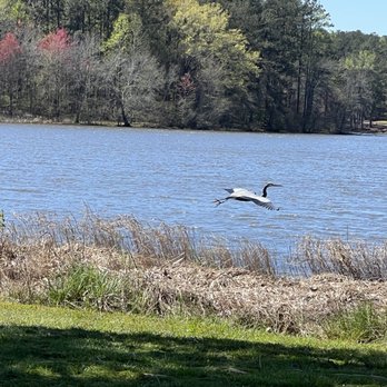 Acworth Beach - Lake view - Beaches Near Me - Acworth, Georgia