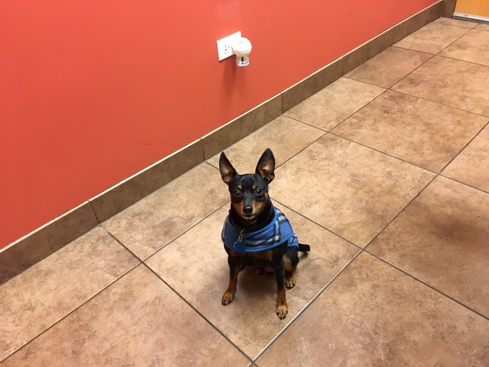 HYDE PARK ANIMAL HOSPITAL 36 Photos & 117 Reviews Veterinarians 6937 S Stony Island Ave