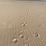 Photo of Beaches & Leashes  Animal Services