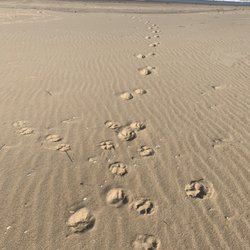 Beaches & Leashes Animal Services - Beautiful day at the beach!