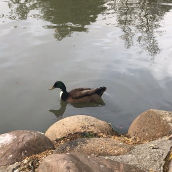 Oak Hill Park - Ducks close to shore - Venues & Event Spaces Near Me - Danville, California Oak Hill Park - Ducks close to shore - Venues & Event Spaces Near Me - Danville, California