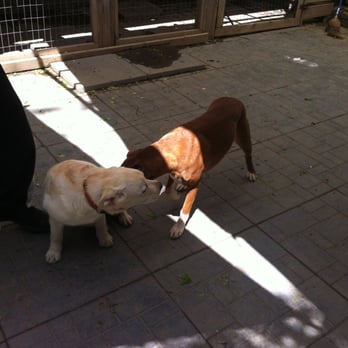 Mellow Vibes Dog Training - Socializing a nervous puppy. - Pet Training Near Me - Toronto, Ontario Mellow Vibes Dog Training - Socializing a nervous puppy. - Pet Training Near Me - Toronto, Ontario