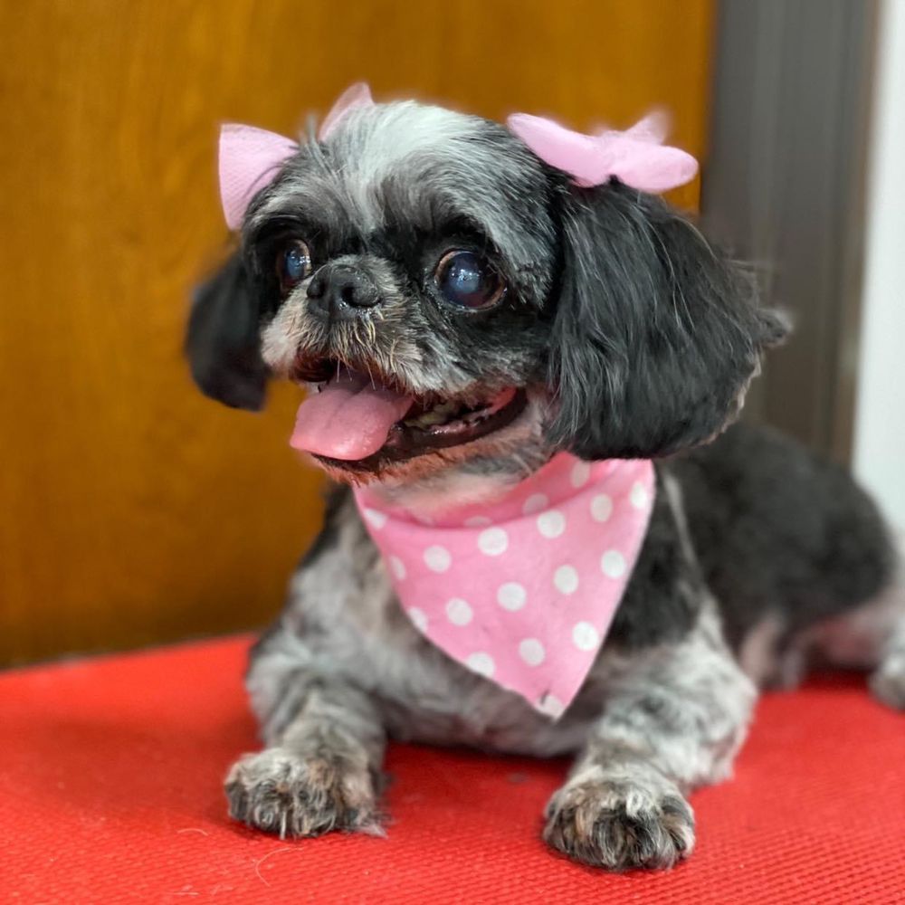 PET CARE PLUS Updated September 2024 142 Photos & 11 Reviews 9500